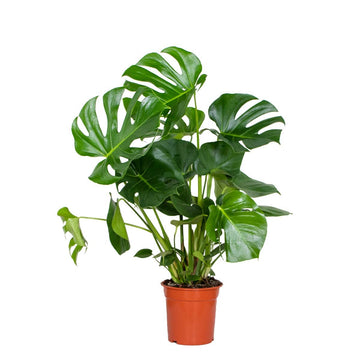 Bloomique - Monstera Deliciosa - Fensterblatt - Zimmerpflanzen