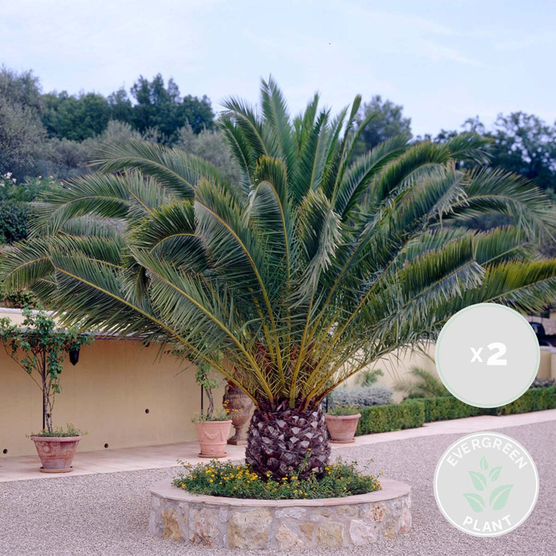 Bloomique - 2er-Set - Phoenix Canariensis - Kanarische Dattelpalme