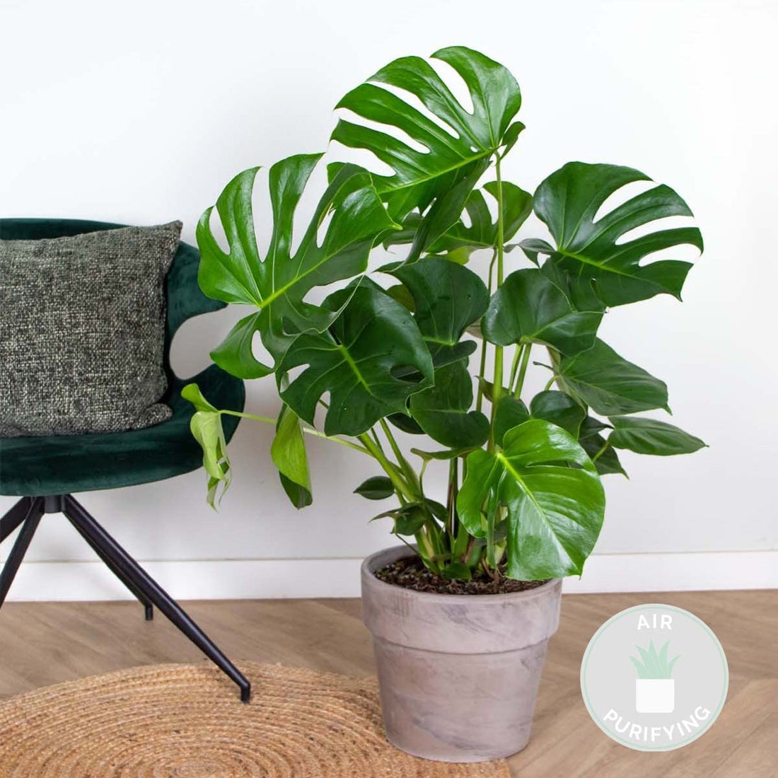 Bloomique - Monstera Deliciosa - Fensterblatt - Zimmerpflanzen