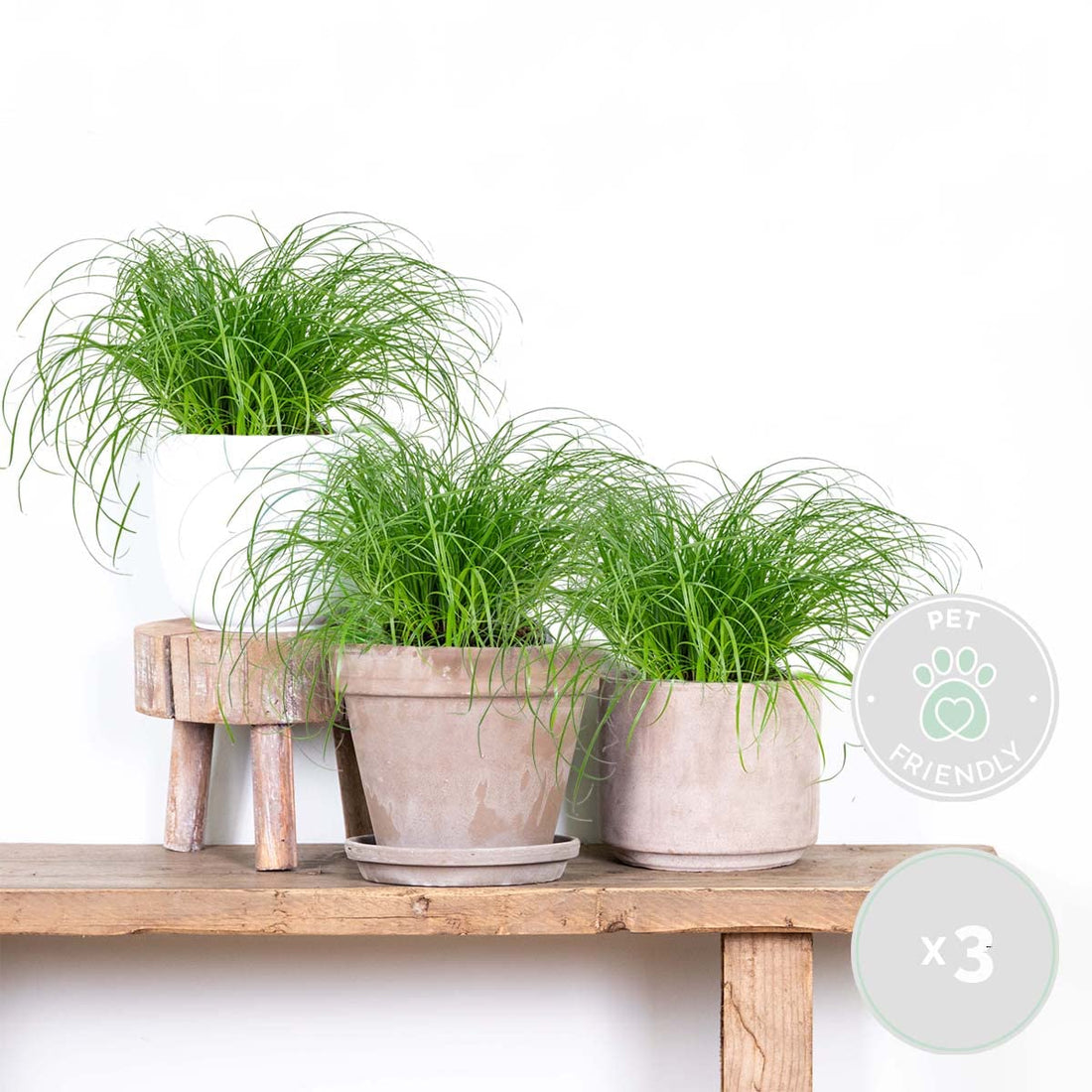 Bloomique - 3er-Set - Cyperus Zumula - Zyperngras - Zimmerpflanzen