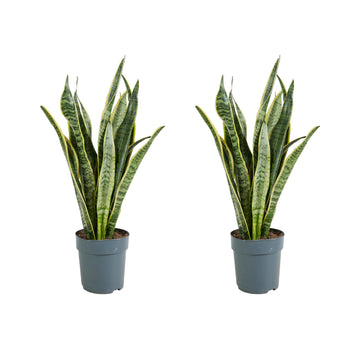 Bloomique - 2er-Set - Sansevieria Laurentii - Bogenhanf - Sukkulenten