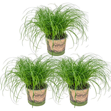 Bloomique - 3er-Set - Cyperus Zumula - Zyperngras - Zimmerpflanzen