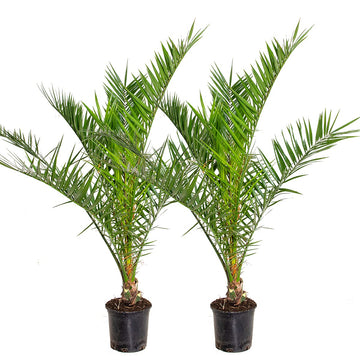 Bloomique - 2er-Set - Phoenix Canariensis - Kanarische Dattelpalme