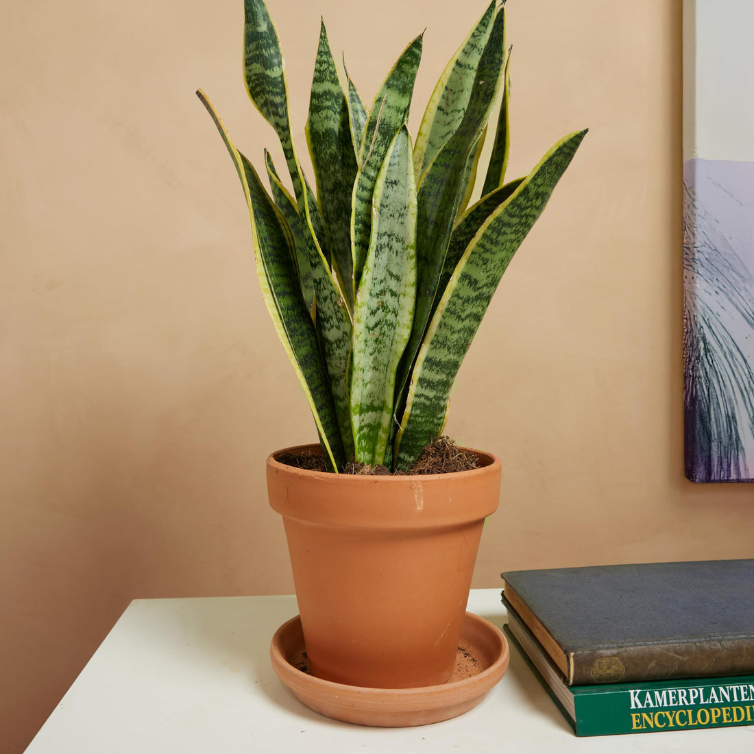 Bloomique - 2er-Set - Sansevieria Laurentii - Bogenhanf - Sukkulenten